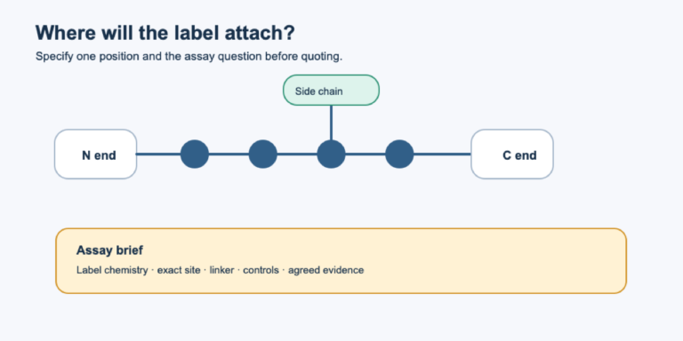 A peptide with N-terminal, C-terminal and side-chain label positions leading to an assay design brief.